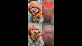 ディズニー風写真加工アプリを使って愛犬を写してみたら‥まさかの姿に（笑）📱【トイプードル】【ToonMe】#Shorts