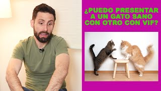 ¿Cómo presentar a dos gatos cuando uno de ellos tiene VIF (virus de la inmunodeficiencia felina)?