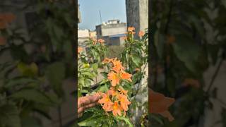 Crossandra/Aboli/Firecracker Flower how to grow for seeds #gardening#garden #shorts#gardeningtips#yt