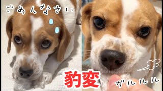 イタズラがバレた犬^ ^反省してるかとおもったら逆ギレしてきた。