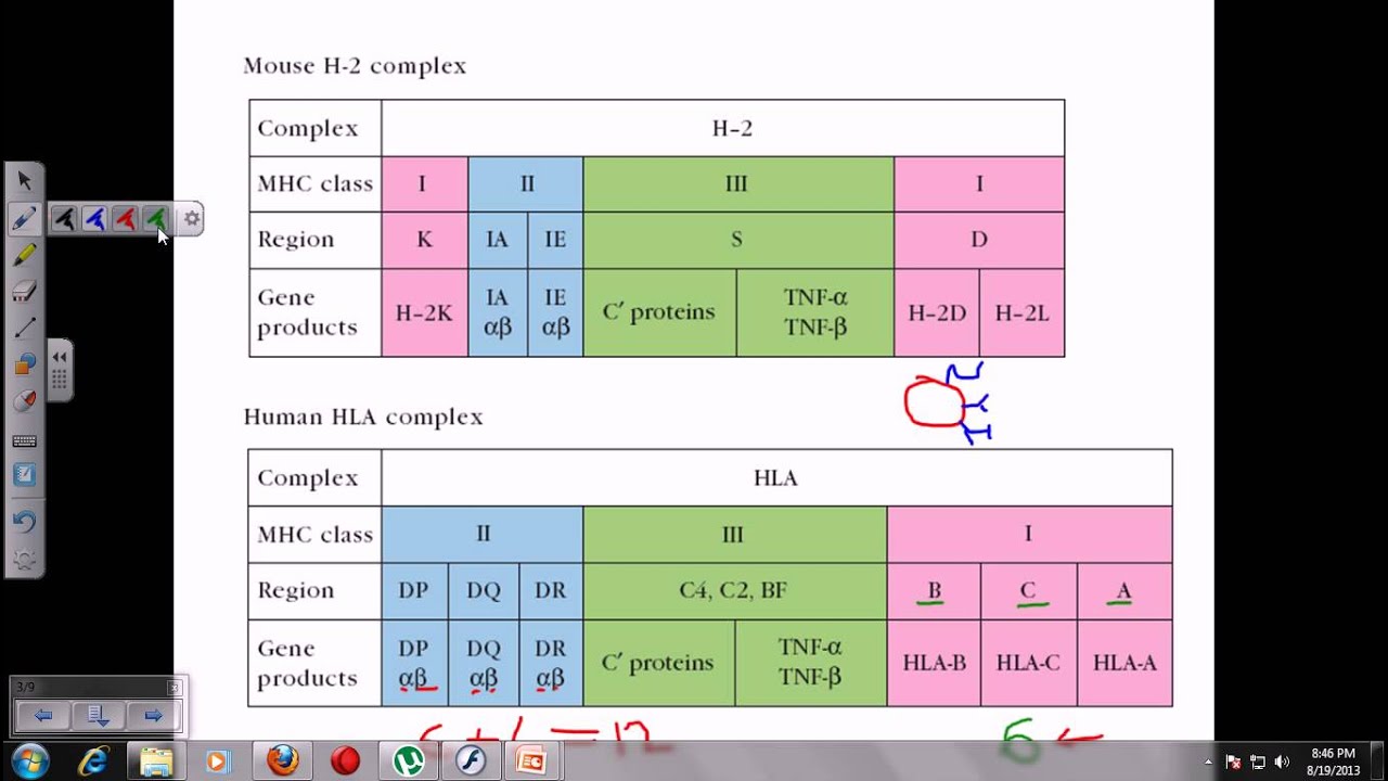 Major Histocompatibility Complex - YouTube