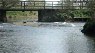 March Monday Midday Daffodils, Mute Swan \u0026 River Anker