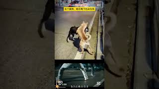 一只狗的武林，既分高下，也決生死！Funny dog videos#dog #dogs #funnyvideo #funny #cute#shorts