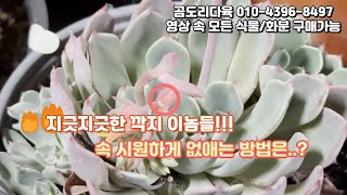 초보필수) 지긋지긋한 깍지벌레, 어떻게 하면 벗어날 수 있을까요? - 친환경자재 톡깍이와 함께 깍지벌레 퇴치! @Gomdori_hyunoona