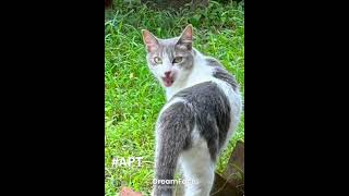 #apt #ねこ #ねこすたぐらむ #ねこ動画