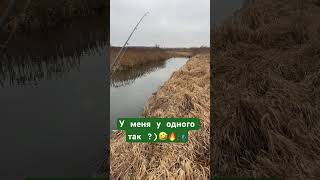 А сегодня напарник поймал 15 😱 не поверил бы если не увидел бы :( #рыбалка #fishing #беларусь #щука