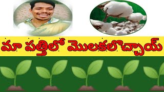 #CottonSprouts #పత్తిమొలకలు మా పత్తిలో మొలకలొచ్చాయ్ యా... హూ 🌱