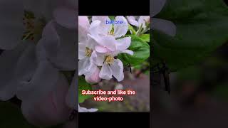 apple blossom , an insect after and before ვაშლის ყვავილი , მწერი , #foryou #youtube #apple