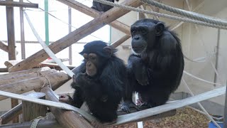 チヨちゃんを心配してくれるフクちゃん　かみね動物園　チンパンジー　202412