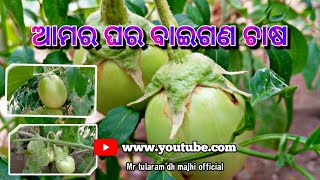 ଆମର ଘର ବାଇଗଣ ଚାଷ baigana farming odisha