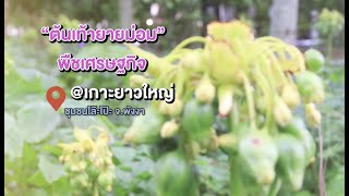 @Andaman : ต้นเท้ายายม่อม พืชเศรษกิจ ชมุชนโล๊ะโป๊ะ @เกาะยาวใหญ่ จ.พังงา