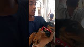 Rottweiler Rambo | Rambo heart love video ❤️❤️ #rottweiler #puppy #doglover #dog #shorts #viral