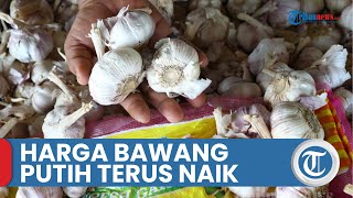 Harga Bawang Putih Terus Naik, Hari Ini Sentuh Rp 32.900 Per Kg