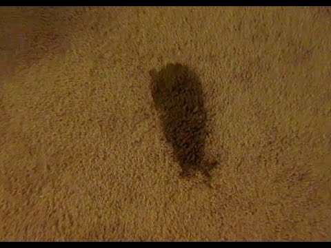 Cleaning SLIMY DIARRHEA DOG POOP FROM THE CARPET TURD STAIN REMOVAL Cleaning SLIMY DIARRHEA DOG POOP FROM THE CARPET TURD STAIN REMOVAL