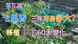 [菜花園]07_1 近三年七里香移植 近60天的觀察記錄與修剪 順道把移植注意事項與原因一次說個明白 目前是開始大量長出嫩葉了....