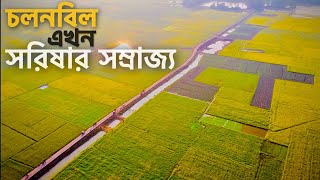 চলনবিল এখন সরিষার সম্রাজ্য | Sorisha | Mustard flower | Cholonbil | Cinematic Video