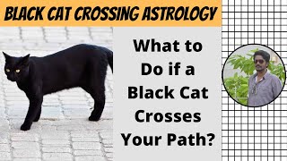 Spiritual Meaning Of Black Cat Crossing Your Path | Black Cat Crossing Astrology | Digital Naveen