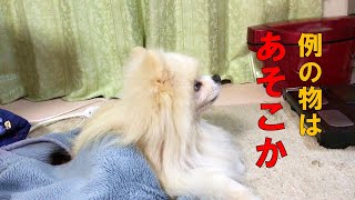 ポン＆シンバ　ひたすら冷蔵庫をガン見するポメラニアン　Pomeranian staring at the refrigerator