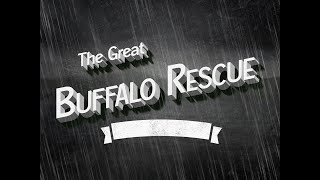 The Great Buffalo Rescue