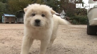 母犬は子犬に会うために毎日2km走ります。