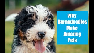 All About Bernedoodles!