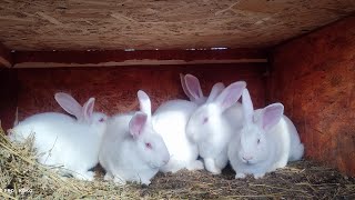 Introduction to rabbit breeds Part 1 -Pannon white rabbit, pros and cons!