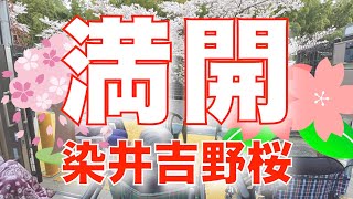 【満開の桜の下で大合唱】1/2　染井吉野桜　瓢箪家(Hyoutannya)