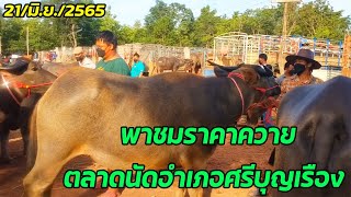 บ่าวโจ //พาชมราคาควายตลาดนัดอำเภอศรีบุญเรือง จ.หนองบัวลำภู (ทุกวันอังคาร) 21/06/2565