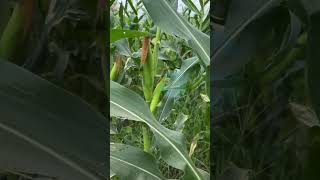 Thrive Gene Seeds Hybrid Sweet Corn TG-Golden Sweet ! Best Sweet Corn ! American Corn !