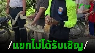 ผวาจงอางแอบเข้าบ้านคาดหาคู่ช่วงฤดูผสมพันธุ์ | 05-04-63 | ตะลอนข่าว