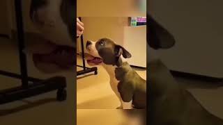 Dogs being idiot part 23 #funnydog #funnypet #cutedog #dog #pets