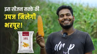 एग्रोस्टार का 101 हाइब्रिड मक्का बीज #hybrid #maize #seeds मक्के की नंबर 1 वैरायटी