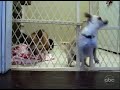 chihuahua s escape