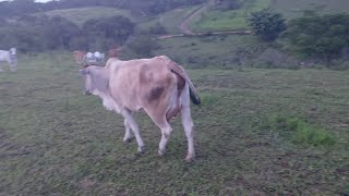 Mecher com cria, recria ou Leite?Qual é mais viável em sitio pequeno?