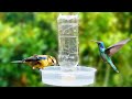 How To Make Automatic Bird Water Feeder Homemade | DIY