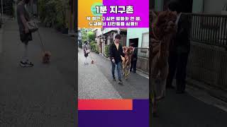 [1분 지구촌] 꼭 껴안고 싶은 알파카 한 쌍, 도쿄에서 팬들을 사로잡다#shorts