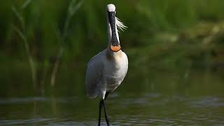 lepelaar - Eurasian spoonbill - 4K