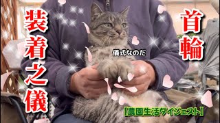 【12/23】『首輪装着之儀』執り行いました🐈‍⬛💍【農園生活ダイジェスト】