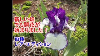 新しい畑で今年最初の花が咲きました！IB種のレア・エディション　他にも花茎が伸びてます！