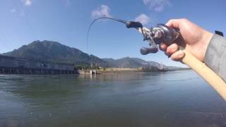 BONNEVILLE DAM SHAD FISHING MAYHEM 2016!
