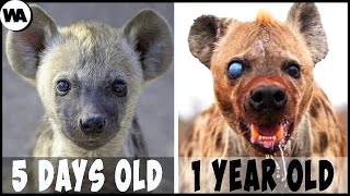 This Is Why Hyenas Don't Want to Grow Up