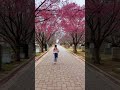 Where to see Okame Cherry Blossoms in DC