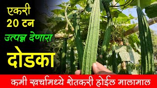 एका एकरात 200 क्विंटल उत्पन्न देणारा दोडका | dodka sheti | Dodka Yielding 200 Quintals | Maharashtra