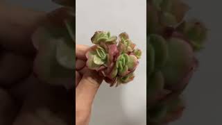 冰玫瑰群 多肉植物 succulents