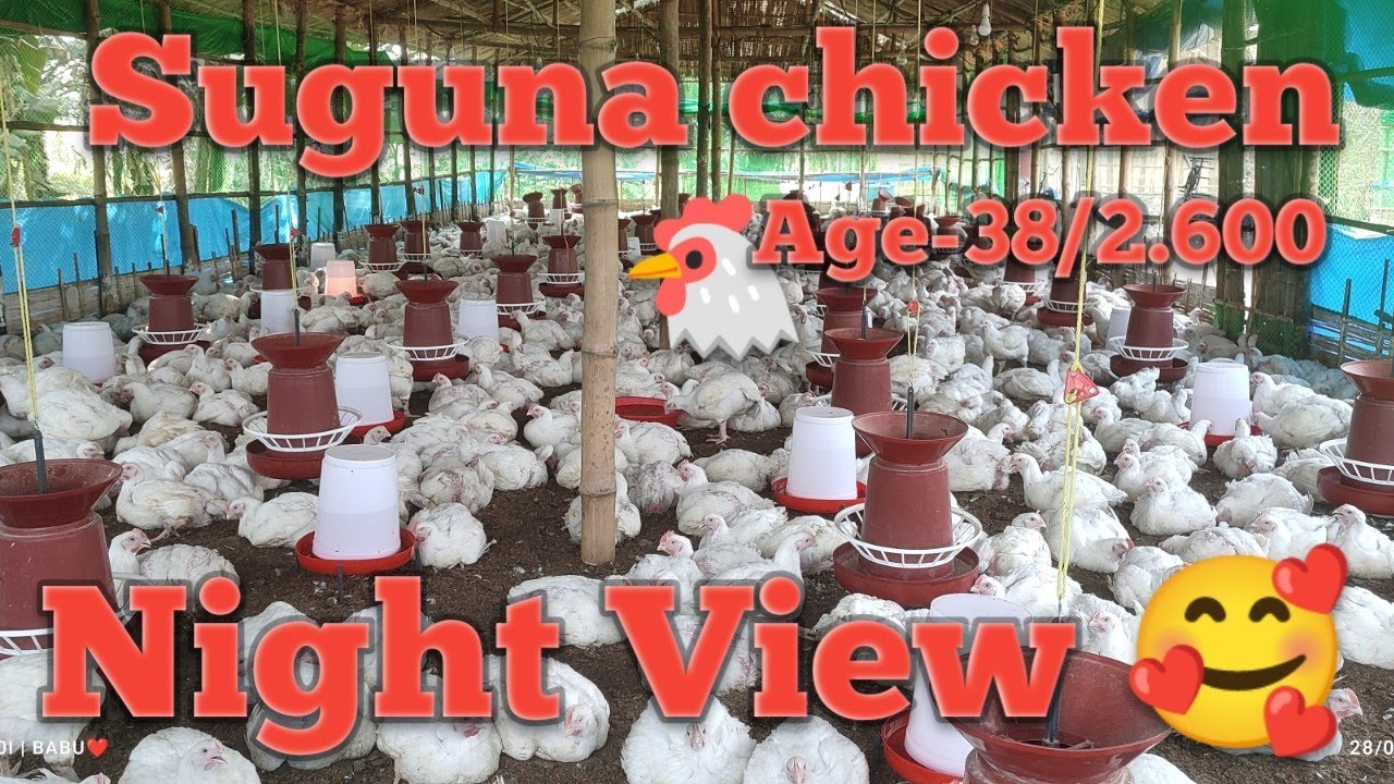 Suguna Chicken||Age-38||Night View..#riyanvlogs #poultryfarming # ...