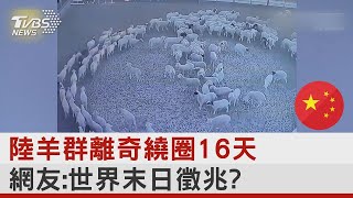 中國陸羊群離奇繞圈16天 網:世界末日徵兆?｜TVBS新聞