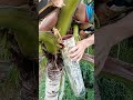 Amazing Skills /The Process of Coconut Toddy Making  #coconuttoddy #coconutwine #tuba #nativewine