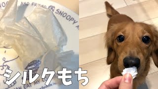 今さらシルク餅を作ってダックスにあげてみた/SNSで話題/TikTok