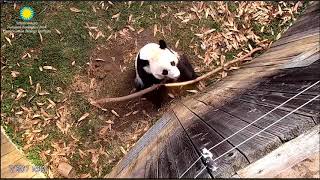 Bei Bei vocalized, used a stick to say \