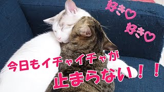 仲良し猫 今日もラブラブ過ぎて主たち嫉妬